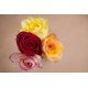 ROSE COLORS