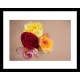 ROSE COLORS